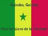 allez les lions.